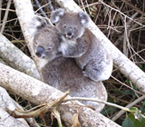 Koala's Roaming The Property